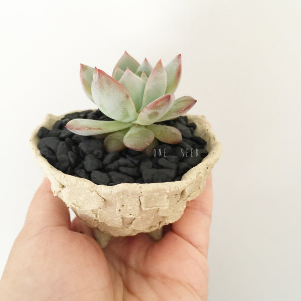 Collector's Succulent Plant Stoneware Pot