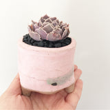 Collector's Succulent Plant Handmade Watercolour Pot