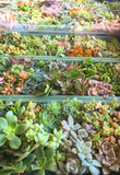 Assorted Succulent Cuttings (Miniatures) with Pots - Soul Made Boutique