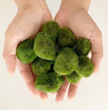 Plant - Marimo Moss Balls (Reserved)