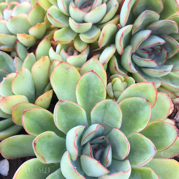 Plant - Echeveria Pulidonis