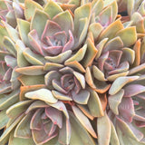 Plant - Graptoveria Douglas Huth