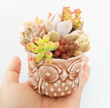 Assorted Succulent Garden Owl Pot