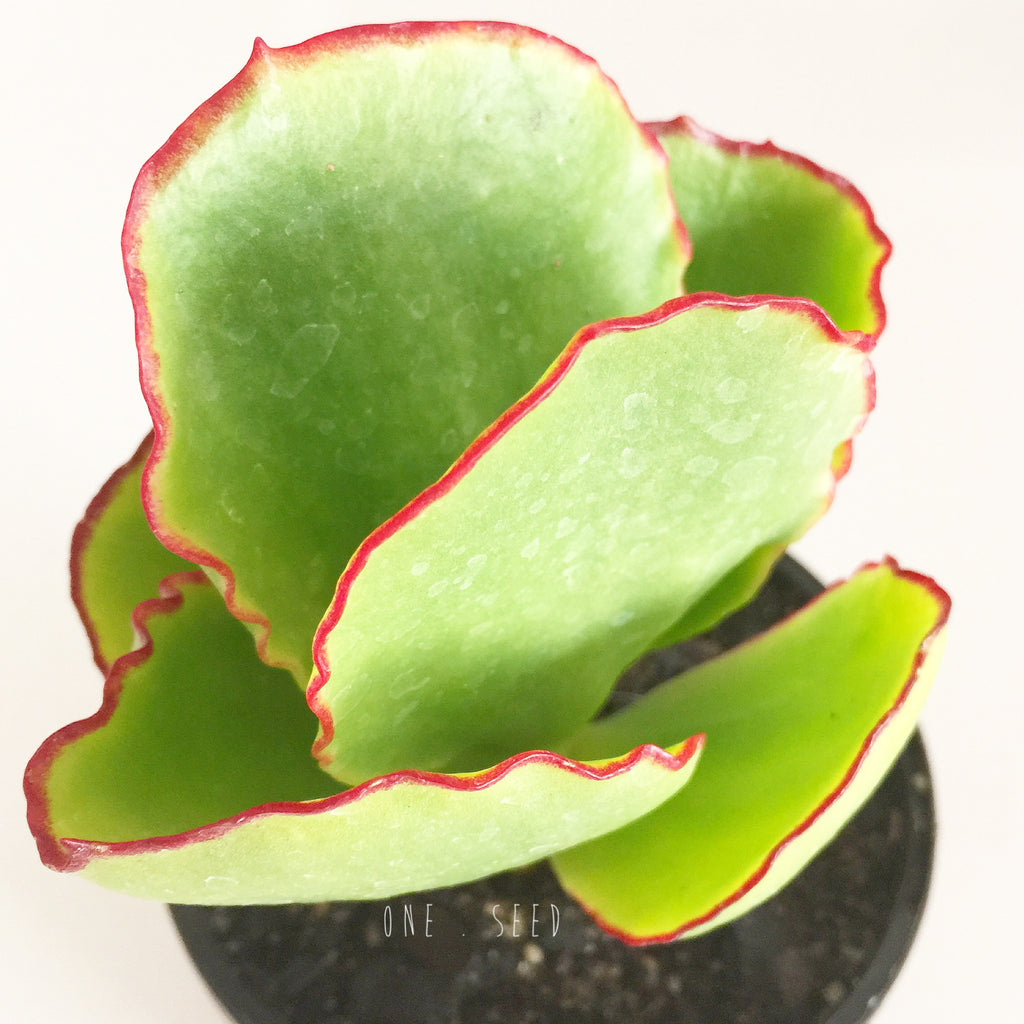 Plant - Crassula Arborescens