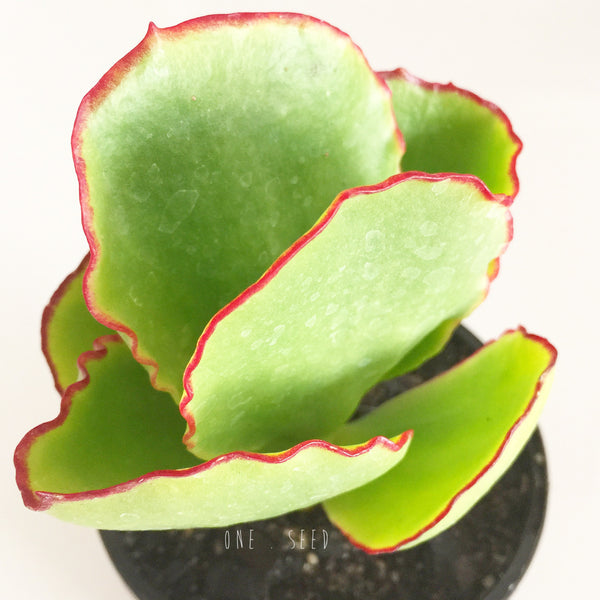 Plant - Crassula Arborescens