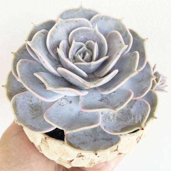 Collector's Succulent Plant Stoneware Pot - Soul Made Boutique