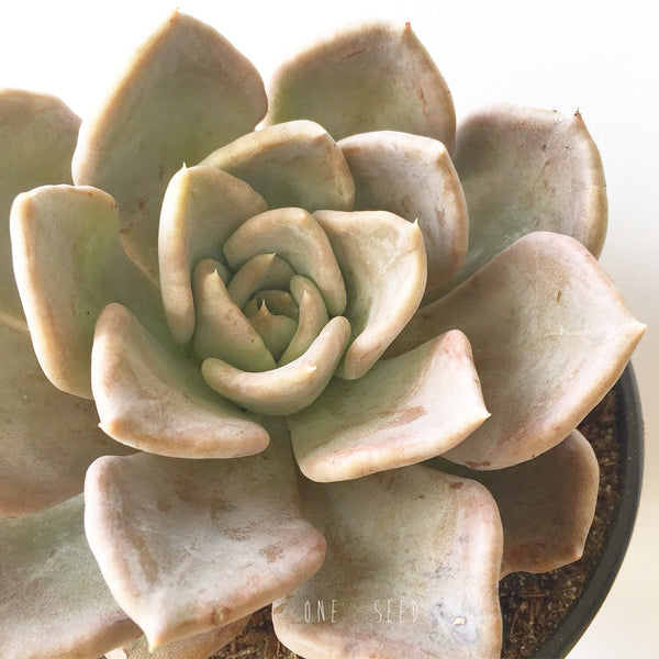 Plant - Echeveria Silver Queen