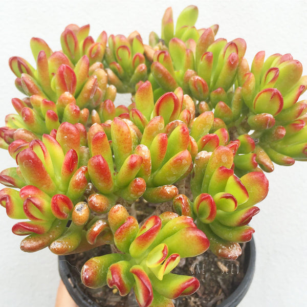 Plant - Crassula Ovata Sp