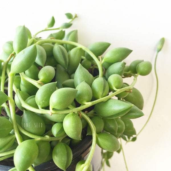 Plant - Senecio Herreanus (String of Beans)