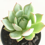 Plant - Echeveria Tippy