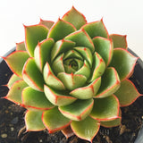 Plant - Echeveria Shamrock