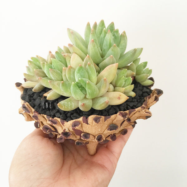 Collector's Succulent Plant Stoneware Pot