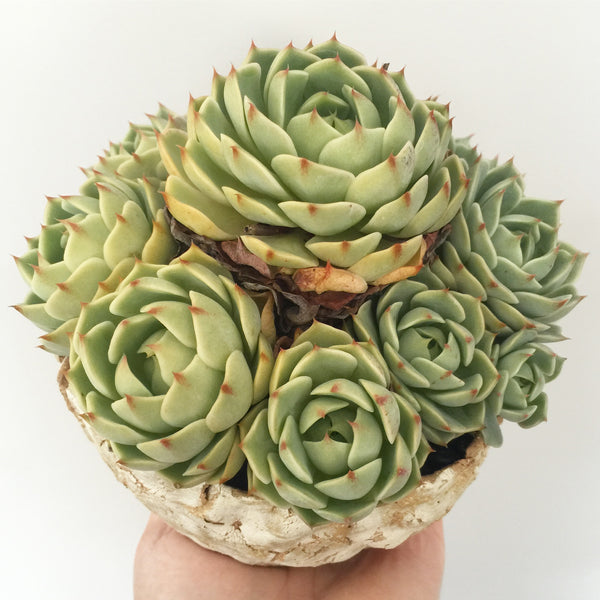 Collector's Succulent Plant Stoneware Pot