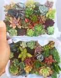 Assorted Mini Succulicious Starter Pack - Soul Made Boutique