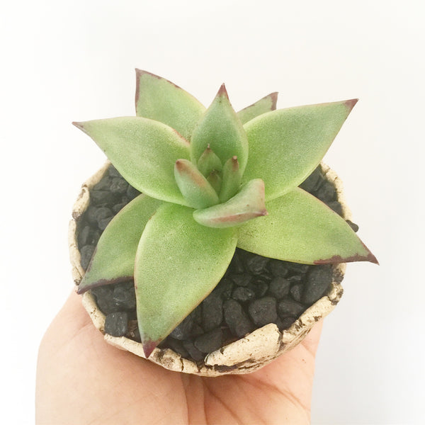 Collector's Succulent Plant Stoneware Pot