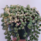 Plant - Senecio Rowleyanus Variegated (String of Pearls)