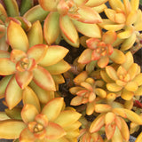 Plant - Sedum Nussbaumeranum