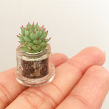Assorted Mini Succulent Dome - Soul Made Boutique