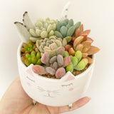 Assorted Succulent Garden Kitty Pot