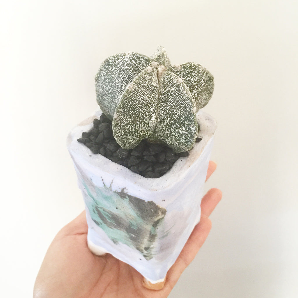 Collector's Succulent Plant Handmade Watercolour Pot