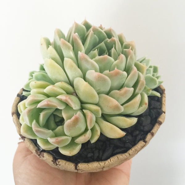 Collector's Succulent Plant Stoneware Pot