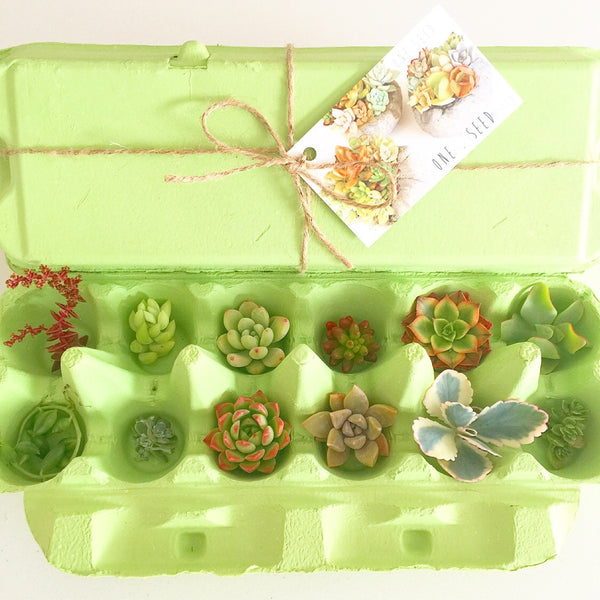 Little Green Box (May)