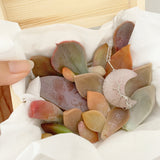 Adore Succulent Leaves (Pink, Purple, Peach and Red) Propagation Kit