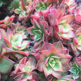 Plant - Aeonium Kiwi Tricolor