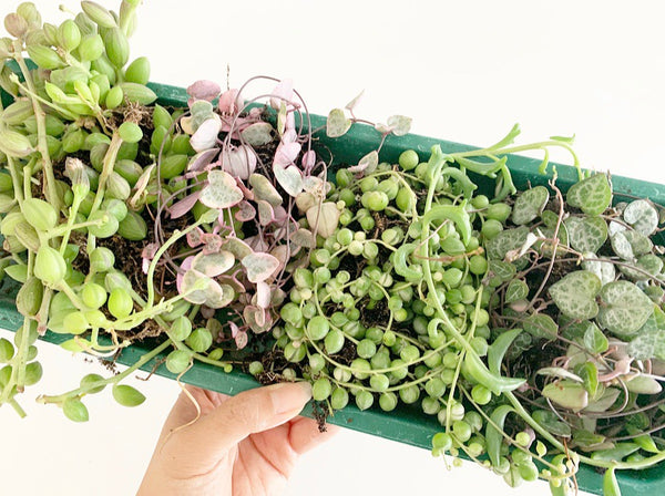 Plant - Bundle of Joy (Hanging Baskets)