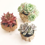Collector's Succulent Plant Marble Speckled Pot