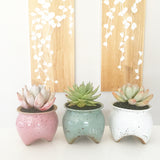 Collector's Succulent Plant Speckled Footed Pot