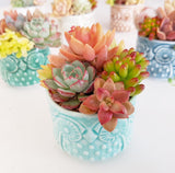 Assorted Succulent Garden Owl Pot