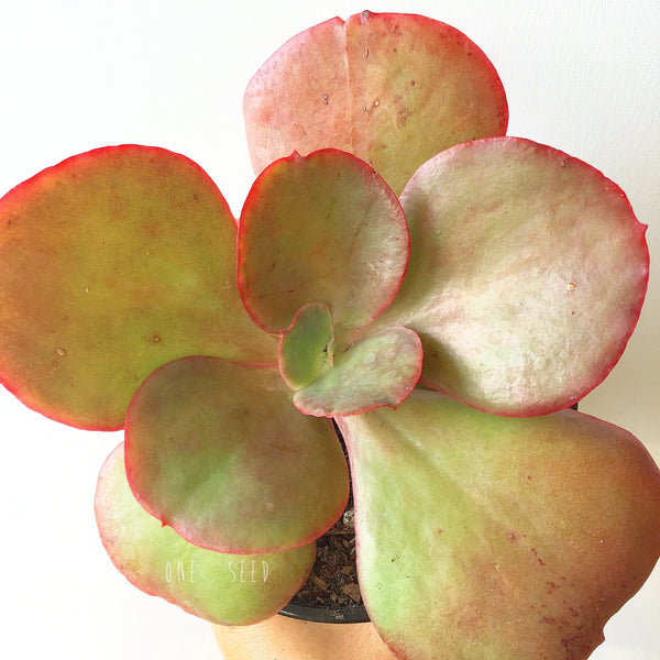 Plant - Echeveria Sp