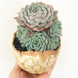 Collector's Succulent Plant Stoneware Pot