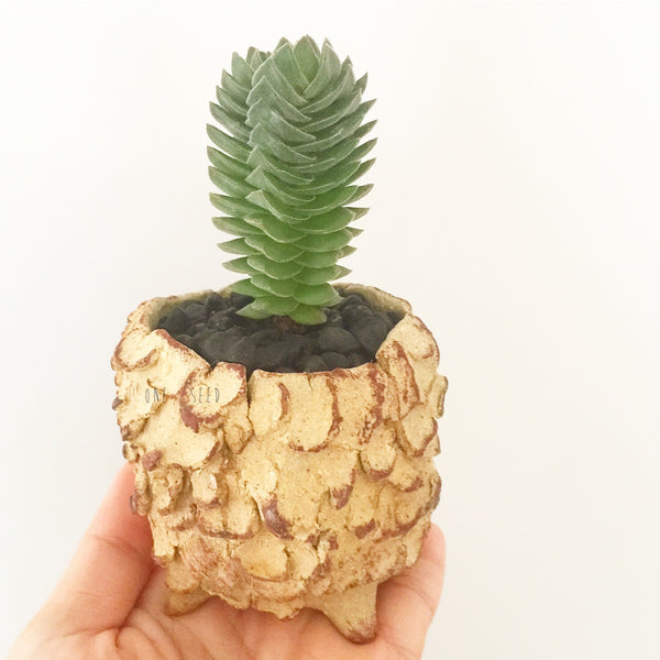 Collector's Succulent Plant Stoneware Pot