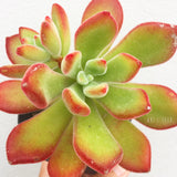 Plant - Echeveria Pulvinata Ruby