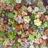 Assorted Succulent Cuttings (Rosette) Wooden Crate Square Pots - Soul Made Boutique