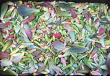Assorted Succulent Leaves (Unique) - Soul Made Boutique