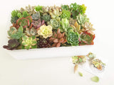 Assorted Succulent Cuttings (Rosette) Wooden Crate Square Pots - Soul Made Boutique