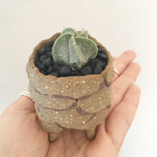 Collector's Succulent Plant Stoneware Pot