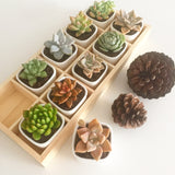 Assorted Succulent Cuttings (Rosette) Wooden Crate Square Pots - Soul Made Boutique