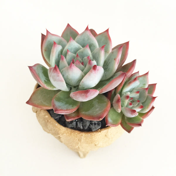 Collector's Succulent Plant Stoneware Pot - Soul Made Boutique