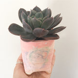 Collector's Succulent Plant Handmade Watercolour Pot - Echeveria Purple Princess