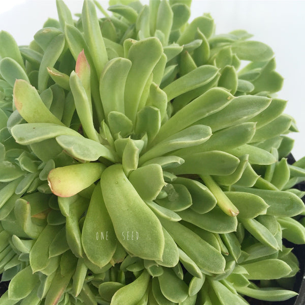 Plant - Echeveria Sp