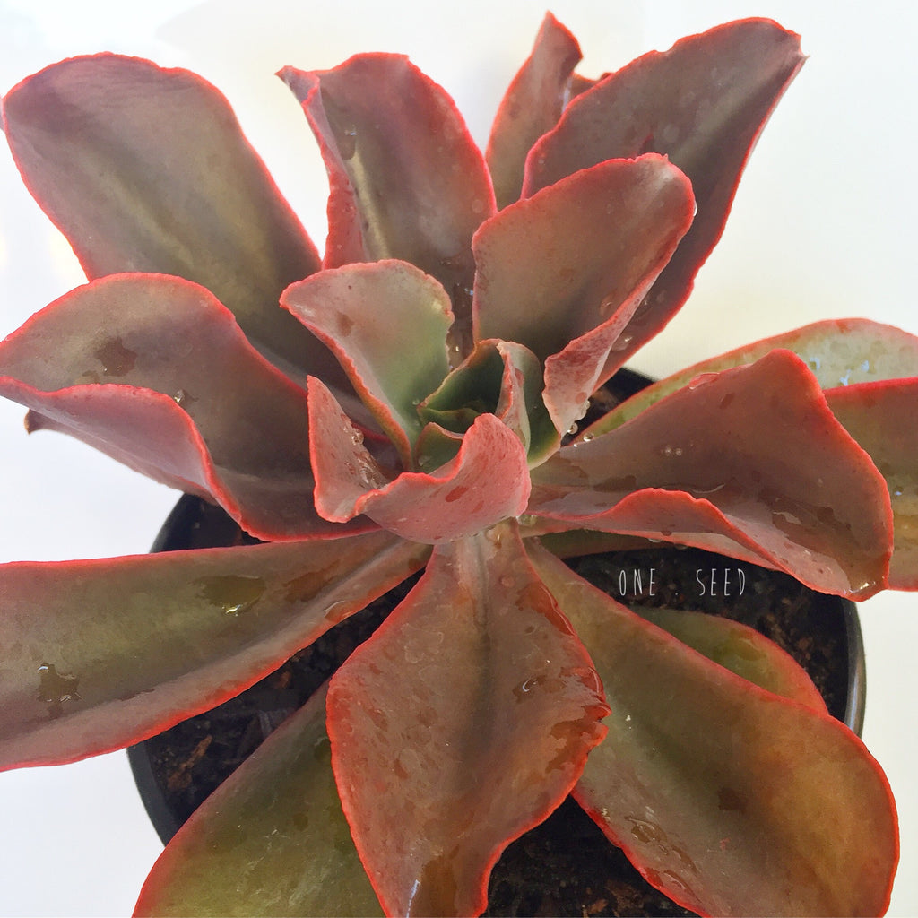 Plant - Echeveria Pappys Rose