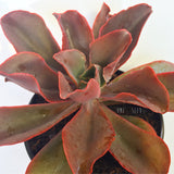 Plant - Echeveria Pappys Rose