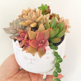 Assorted Succulent Garden Kitty Pot - Soul Made Boutique