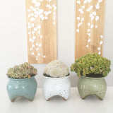 Collector's Succulent Plant Speckled Footed Pot