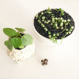 Collector's Succulent Plant Geometry Cube Pot - Soul Made Boutique