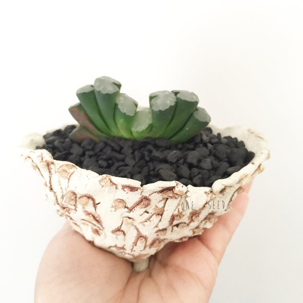 Collector's Succulent Plant Stoneware Pot